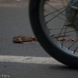 Murder on the Road  I love driving.  A broken leg didn’t dim my enthusiasm for driving fast; rather it shifted my preferences from motorbikes to cars. Off late, the Chennai roads and the driving habits...