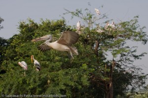A pelican flys by with Painted Storks in the background