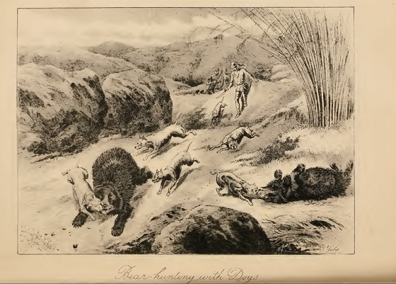 Bear hunting with Dogs