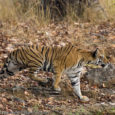 750 Tigers died in India in last 8 years According to official data obtained over RTI by news agency PTI, 750 tigers have died in India in the last 8 years due to poaching and […]