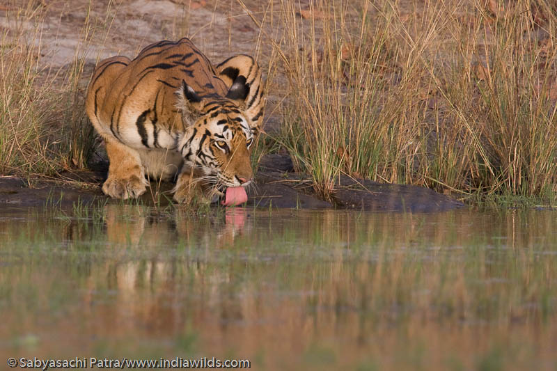A wild tiger drinks water in Bandhavgarh Tiger Reserve, India