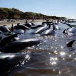 Volunteers try to guide some of the stranded pilot whales still alive back out to sea after one of the country's largest recorded mass whale strandings, in Golden Bay, at the top of New Zealand's South Island