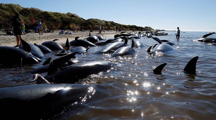 Volunteers try to guide some of the stranded pilot whales still alive back out to sea after one of the country's largest recorded mass whale strandings, in Golden Bay, at the top of New Zealand's South Island