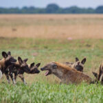 Wild dogs zambian carnivore programme