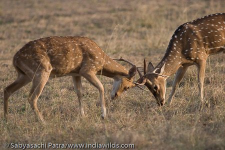 Spotted deers sparring in Bandhavgarh Tiger Reserve