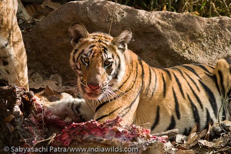 A tiger cub pause while feeding on a Sambar carcass