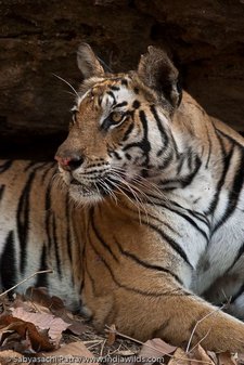 Jhurjhura tigress on an alert pose in Bandhavgarh Tiger Reserve, India
