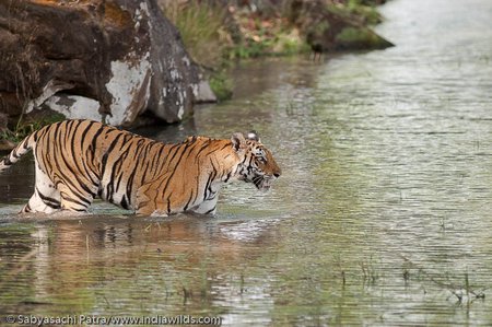 Tigresa entra en el pozo de agua en la Reserva de Tigres de Bandhavgarh, India