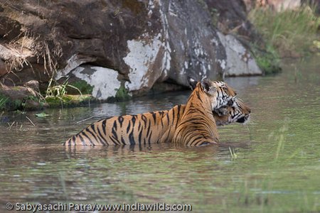 Tigresa y Cub en agua mostrando afecto en la Reserva de Tigres de Bandhavgarh, India