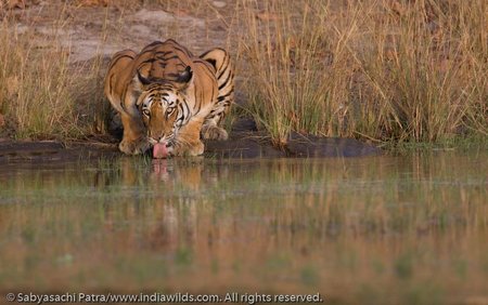 Jhurjhura Tigress, Bandhavgarh