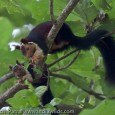 Parambikulam Wildlife Sanctuary It was a long time since I had visited Parambikulam and had been planning to visit it for some time. Finally I decided to go to Parambikulam Wildlife Sanctuary in the month […]
