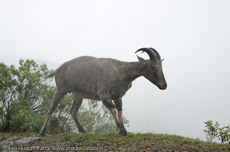 Nilgiri Tahr shaking off water from its coat