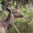 In the Wilds of Bandipur with TNA Perumal Laxminarayanan and his brother Hari had wanted to go to Bandipur, and were urging me to plan a trip. Mr. TNA Perumal, the doyen of wildlife photography...