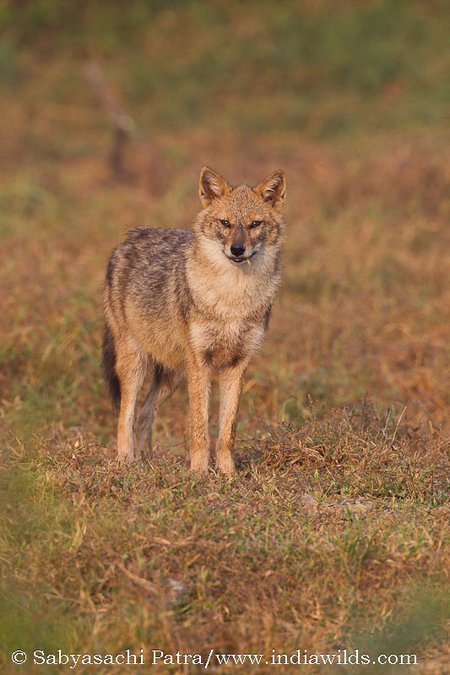Golden Jackal with a leaf in mouth in bharatpur