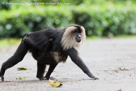 A Lion tailed Macaque mother carrying her kid