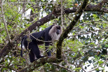 Lion tailed Macaque on a tree