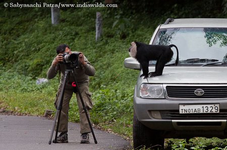 Sabyasachi photographing a lion tailed Macaque on his Safari