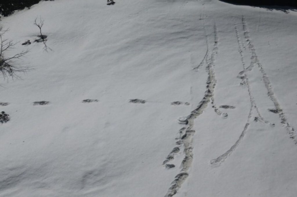 Yeti Footprints