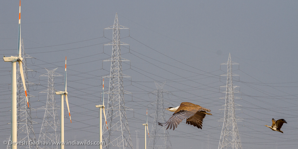 Great Indian Bustards are known to die in collisions with powerlines