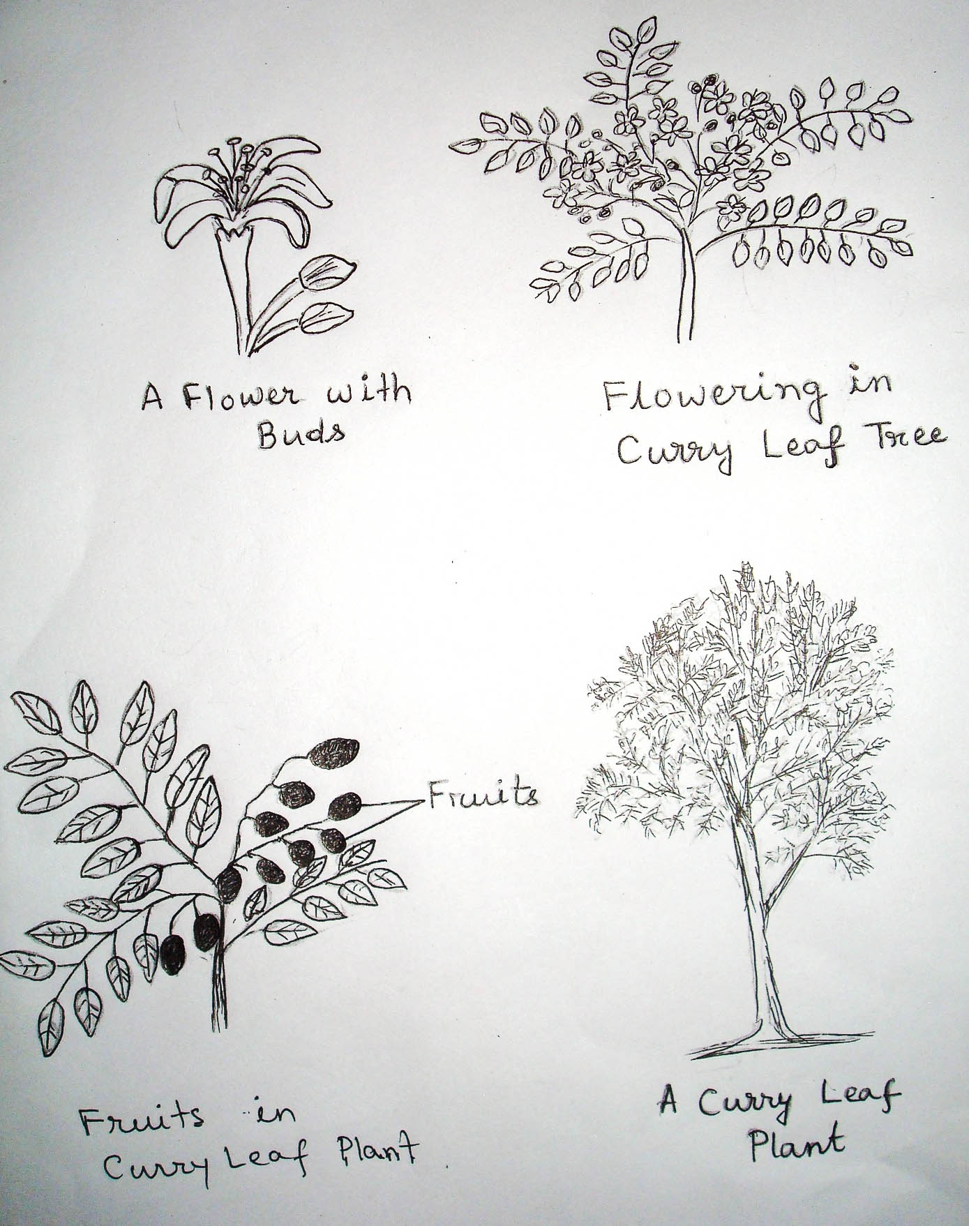 Curry Leaf A Gem Of Indian Cooking