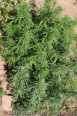 Ganja plant in Sunabeda, Orissa