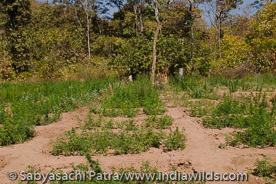 Sunabeda, Orissa