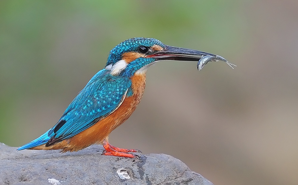 small blue kingfisher