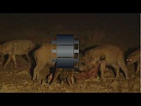 Scavengers