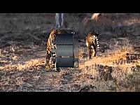 Tigress Gowri with four cubs