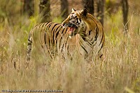 Wild India|Animal Attacks