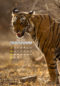 Icon of IndiaWilds June 2020 Mobile Calendar