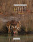 Icon of IndiaWilds October Mobile Calendar Wallpaper
