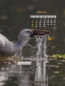 Icon of IndiaWilds June 2021 Mobile Wallpaper Calendar