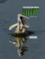 Icon of IndiaWilds July 2021 Mobile Calendar