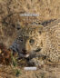 Icon of IndiaWilds January 2023 Wallpaper Calendar