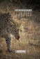 Icon of IndiaWilds February 2023 Calendar Wallpaper