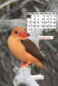 Icon of IndiaWild Feb 2021 Mobile Wallpaper Calendar Alternate