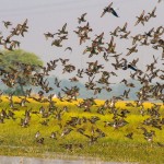 Birds in Okhla - Image Courtesy Rajeev Khanna