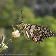 Giving them wings to Fly By – Mrs Shakti Bishnoi & Mr A S Bishnoi The wonderful creations of god is seen everywhere. Since the early days of life evolving in this world, colourful and charming […]