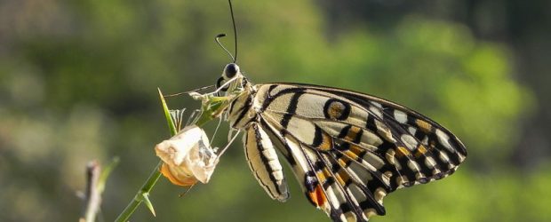 Life cycle of a Butterfly