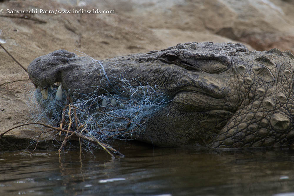 Marsh Crocodile entangled in fishing net