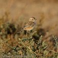 IN SEARCH OF STOLICZKA’S BUSHCHAT (SAXICOLA MACRORHYNCHA STOLICZKA, 1872)   IN KACHCHH ARID ECOSYSTEM, GUJARAT  Hiren B. Soni1, Pankaj N. Joshi2, Justus Joshua3 and S.F. Wesley Sunderaj4 1P.G. Department of Environmental Science & Technology (EST), Institute […]