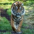 IndiaWilds Newsletter Vol. 11 Issue II ISSN 2394 – 6946 Download the full Newsletter PDF by clicking the below button – Sumatran Tiger Death: Its time to abolish Zoos: A rare Sumatran tiger was killed […]