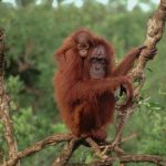 Orang-utan with baby