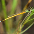 Small Wonderland: A world of Insects & Spiders By Amar Nayak Download the full Newsletter August PDF by clicking the below button – In this beautiful blue planet we are not the only intelligent species. […]