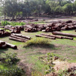 Forests cut down