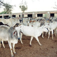 IndiaWilds Newsletter Vol. 7 Issue XI Holy Cows: Old age home for cows The cow today dominates the political discourse in India. Though one thought that the emotional pitch around cow will come down after […]
