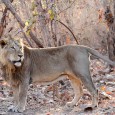 IndiaWilds Newsletter Vol.2 Issue II Asiatic Lion: The Survival Challenges The Asiatic lion is in focus now due to the opposition by the Gujarat Government to allow relocation of lions from Gir to Kuno-Palanpur area […]