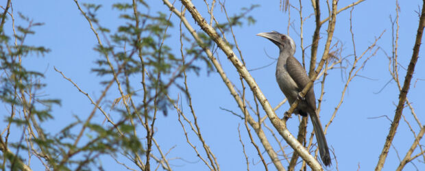 Grey Hornbill
