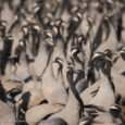 Khichan: Home to Demoiselle Cranes By Mrs. Shakti Bishnoi and Mr. A. S. Bishnoi From late August or early September to the end of March, one can witness the extraordinary and amazing sight of hundreds […]